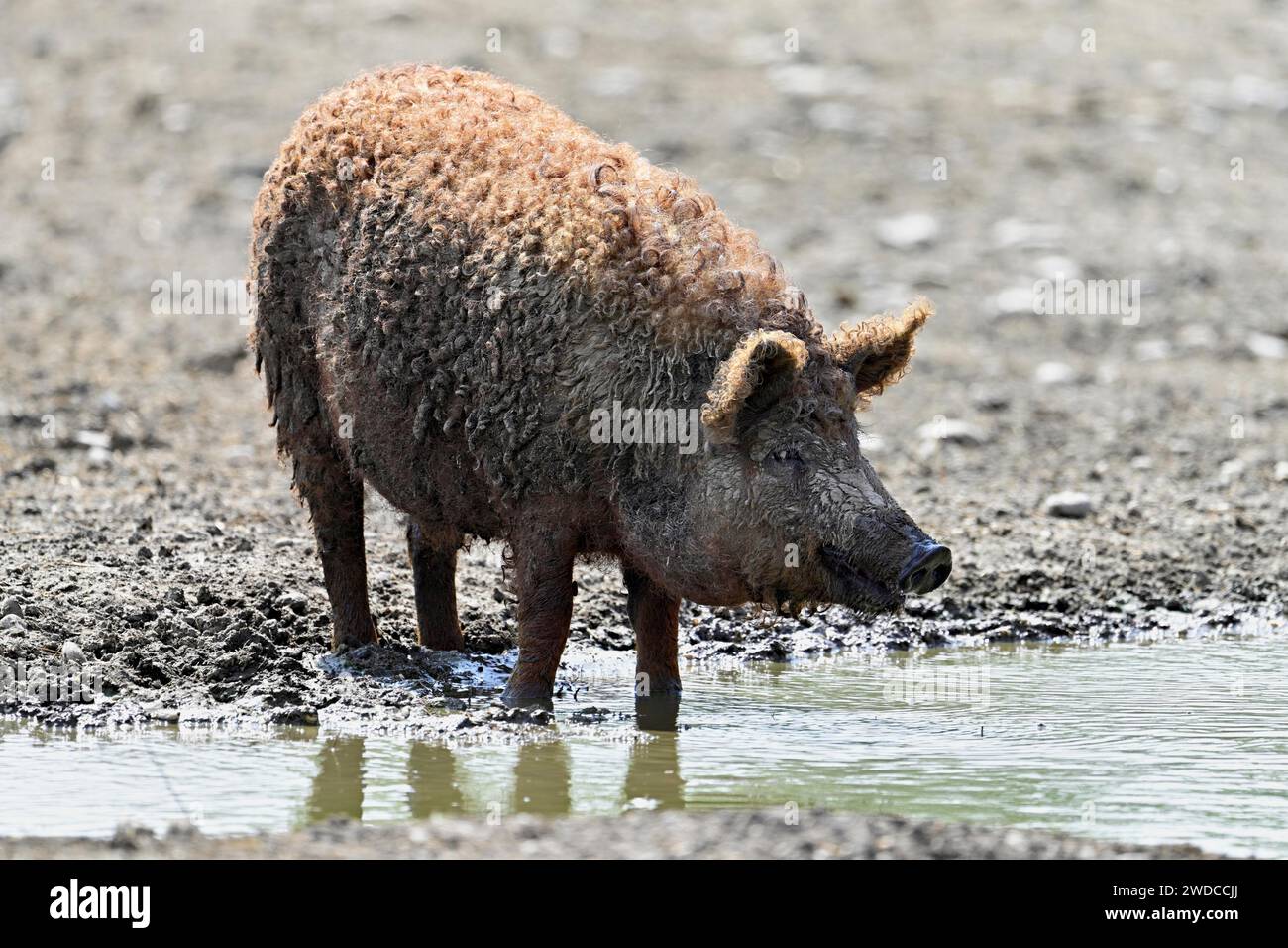 Wollschwein oder Mangalica-Schwein, Ungarn Stockfoto