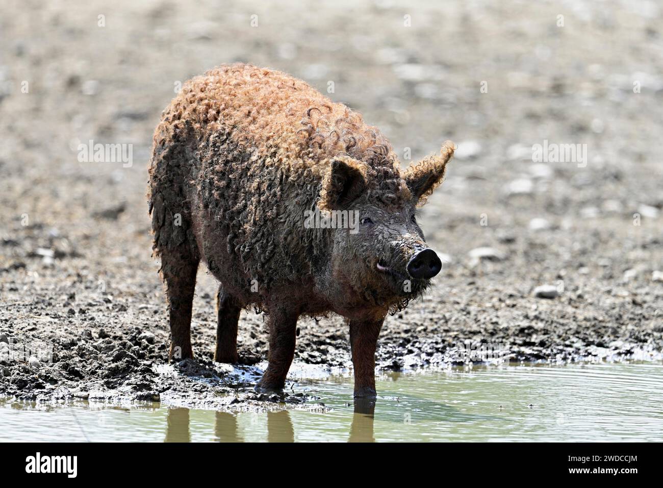 Wollschwein oder Mangalica-Schwein, Ungarn Stockfoto