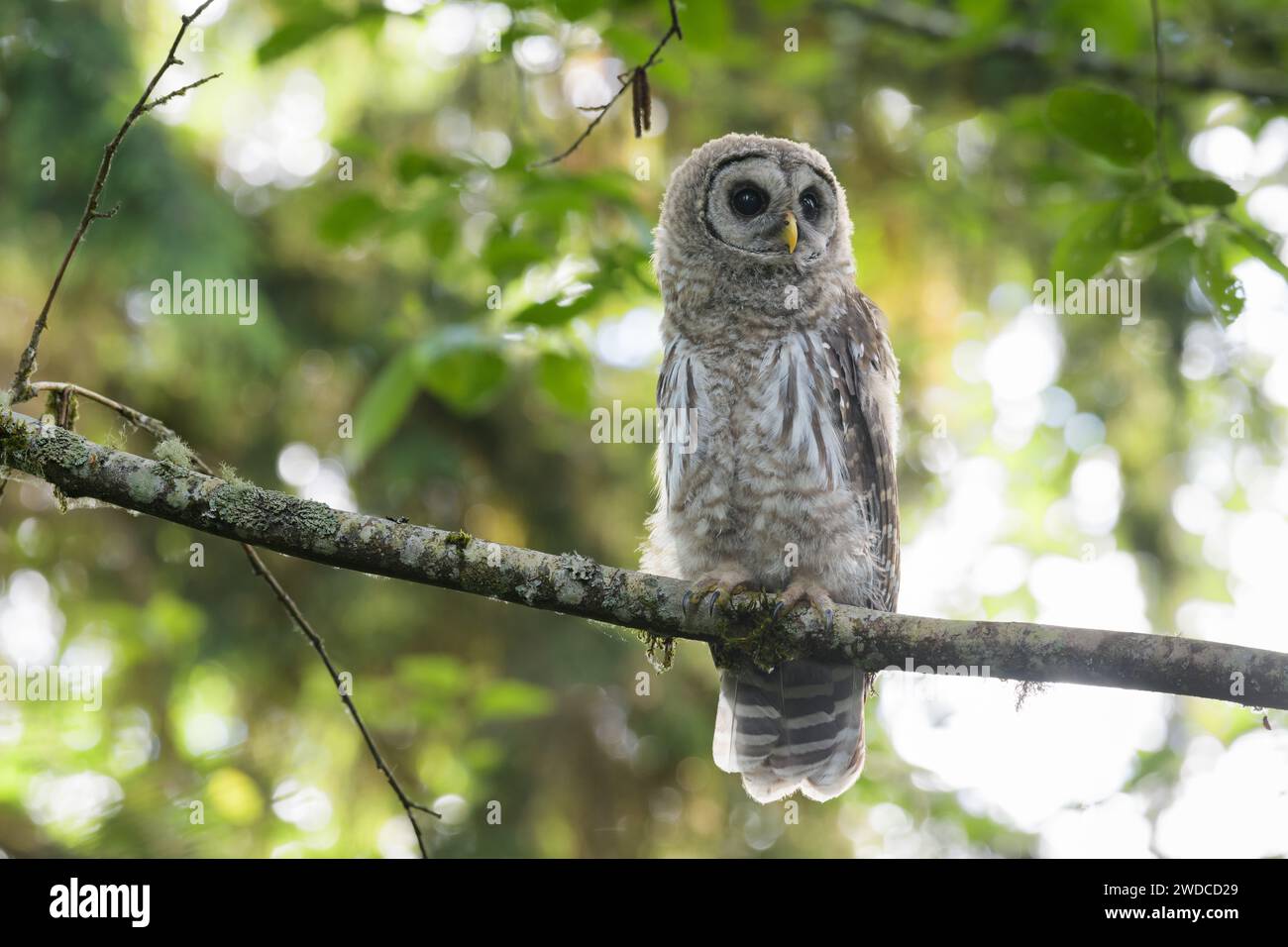 Junge Eulen auf einem Barsch im Wald mit Augen in der Gesichtsscheibe Stockfoto