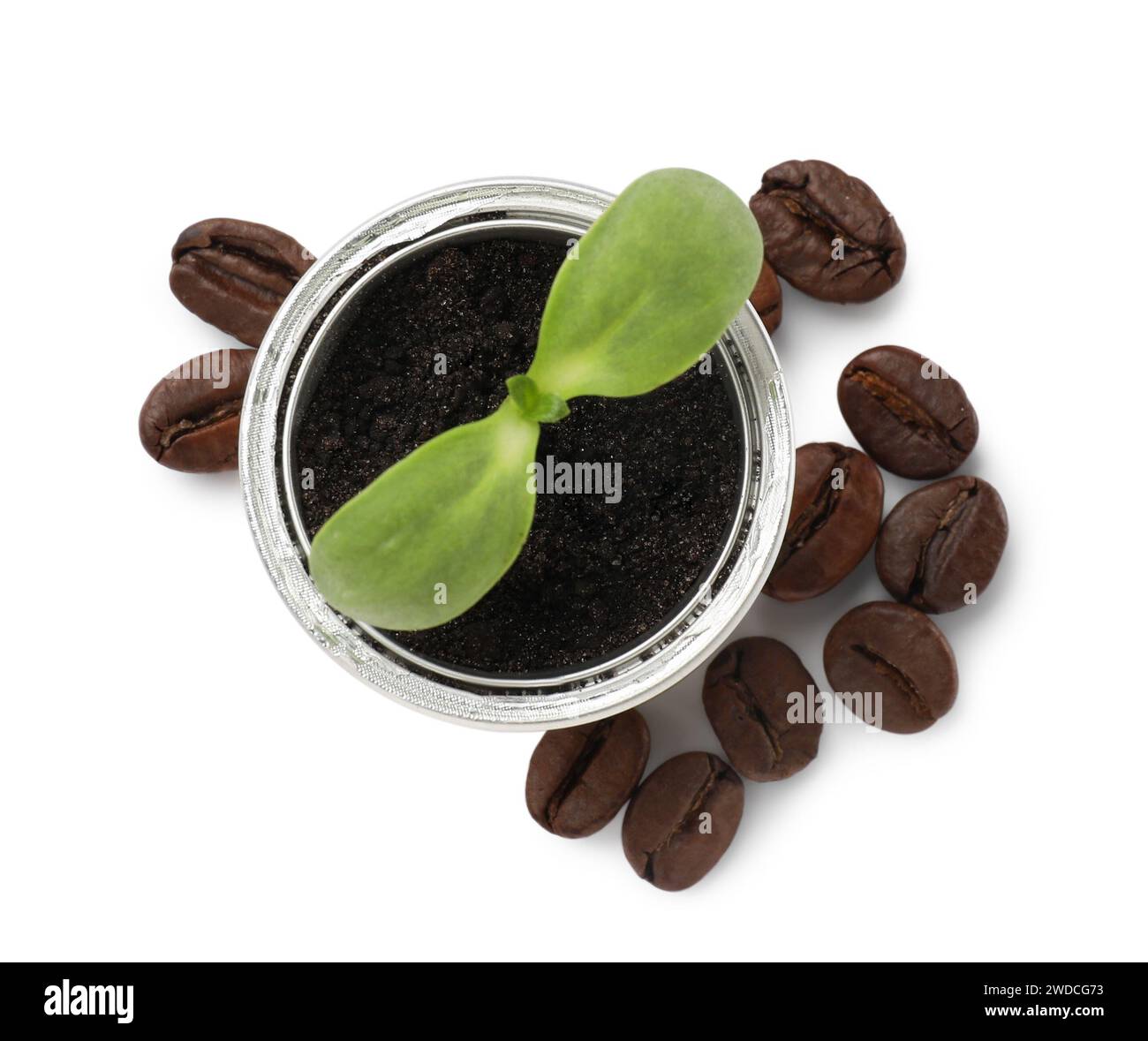 Grüner Sämling, der in Kaffeekapseln wächst und Bohnen isoliert auf weiß, Draufsicht Stockfoto