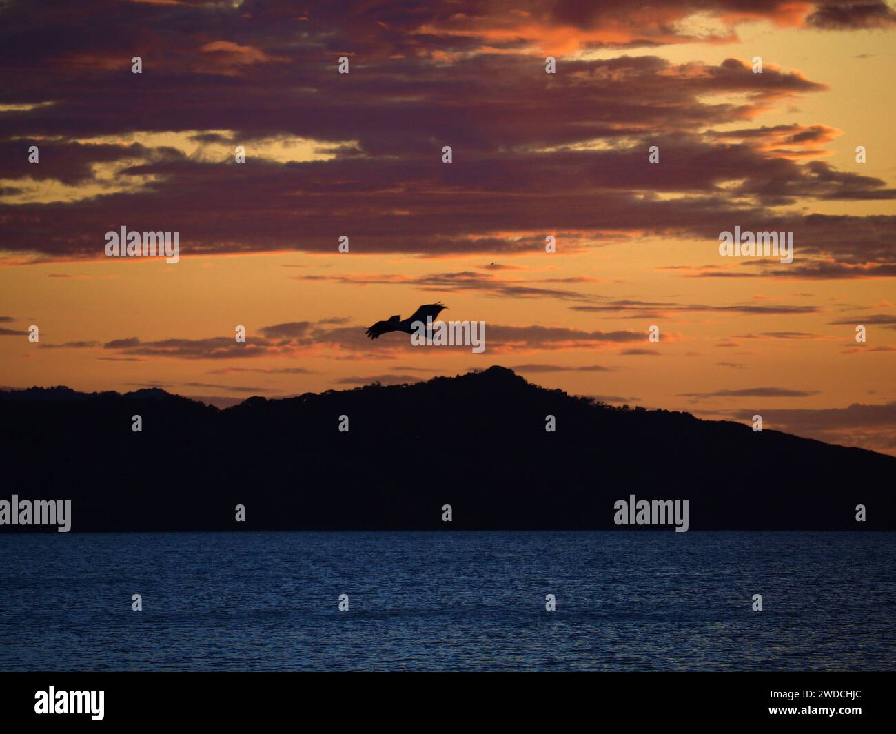 Flamingo Beach Tierwelt Stockfoto