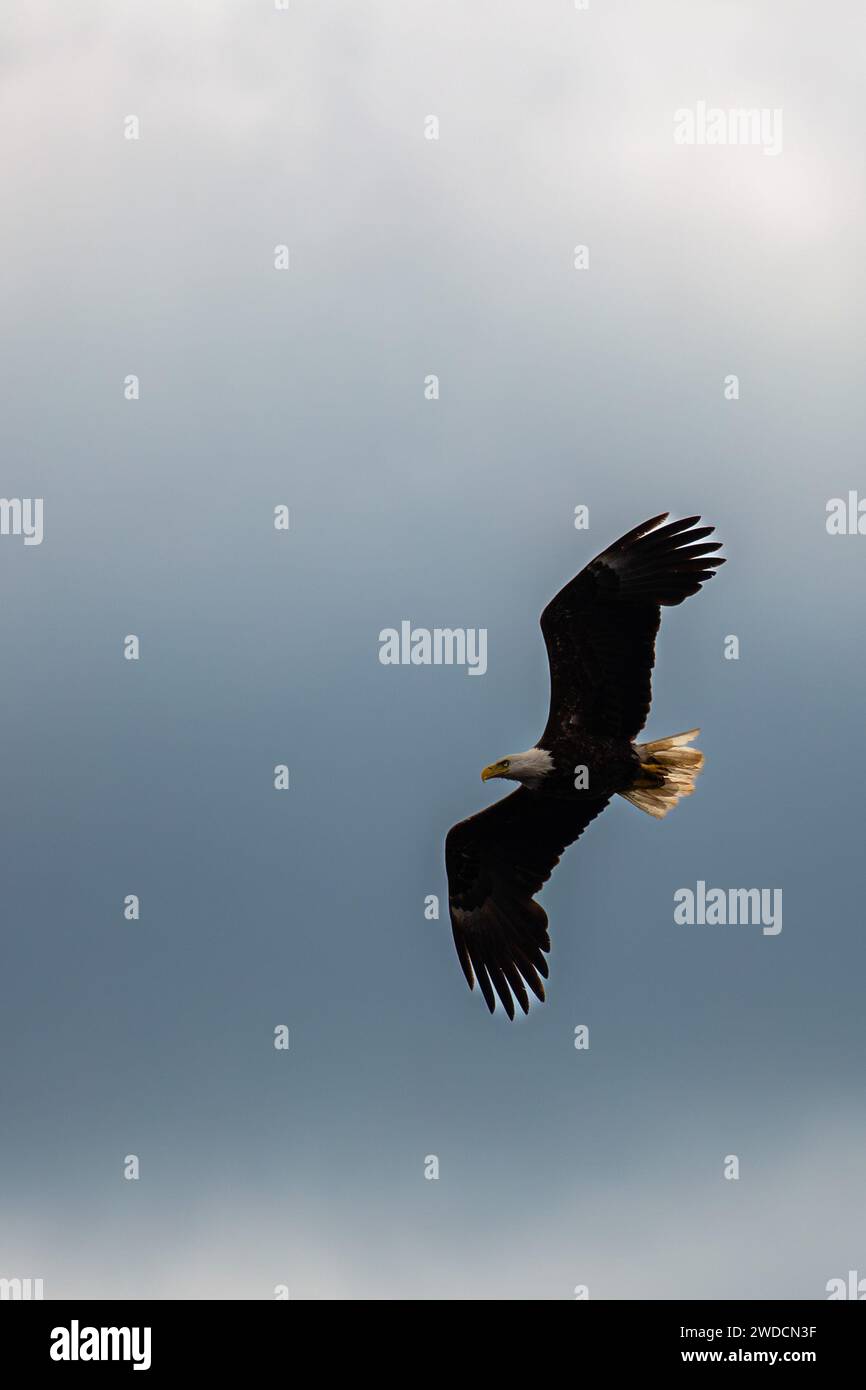 Viereinhalb Jahre alter Weißkopfseeadler (Haliaeetus leucocephalus), der in einem blauen und weißen Himmel in der senkrechten Richtung aufsteigt Stockfoto