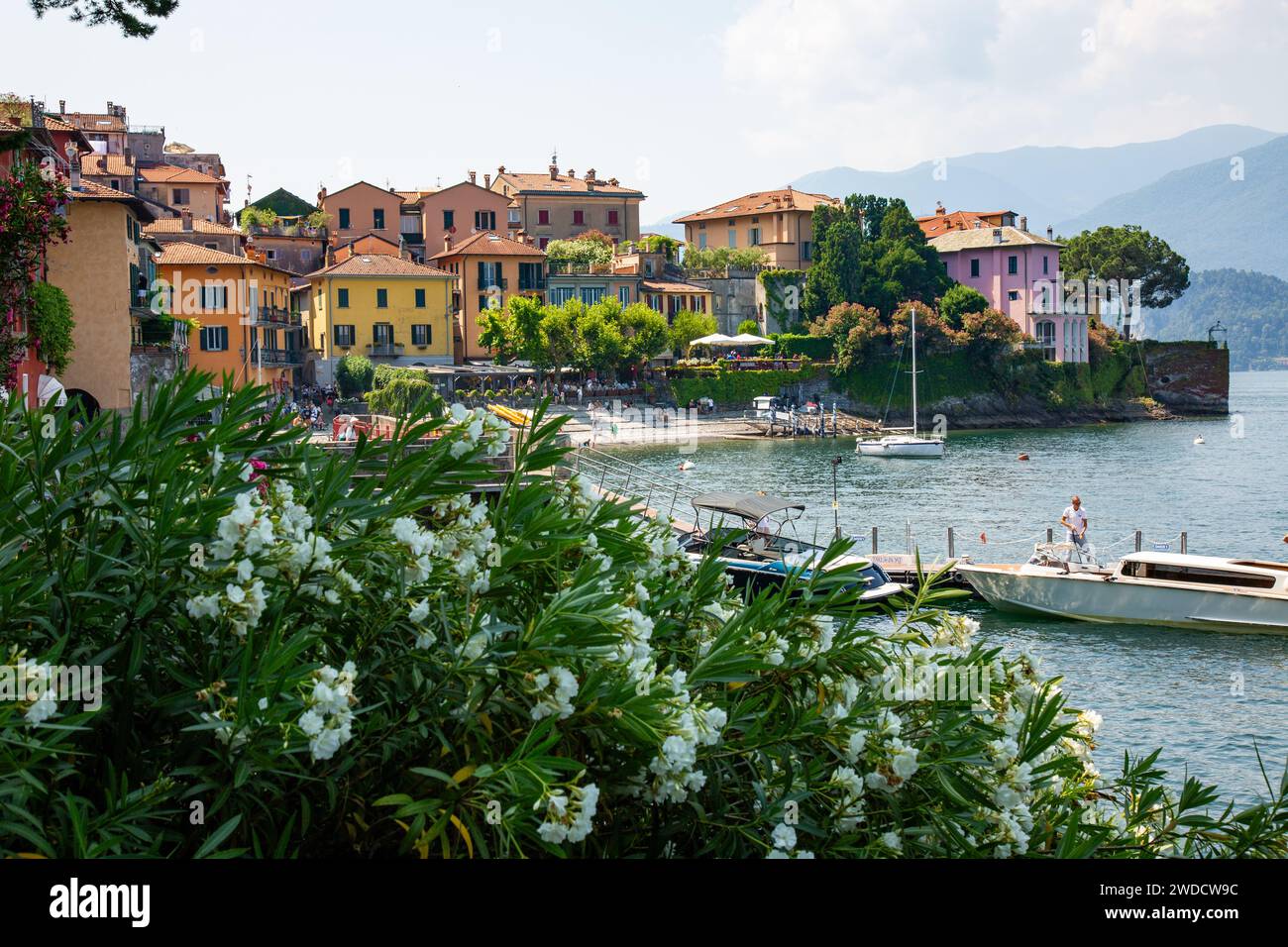 Italienische Villen umgeben den Hafen hinter einem weißen Oleander-Busch in der Stadt Varenna am Comer See, Lombardei, Italien. Stockfoto