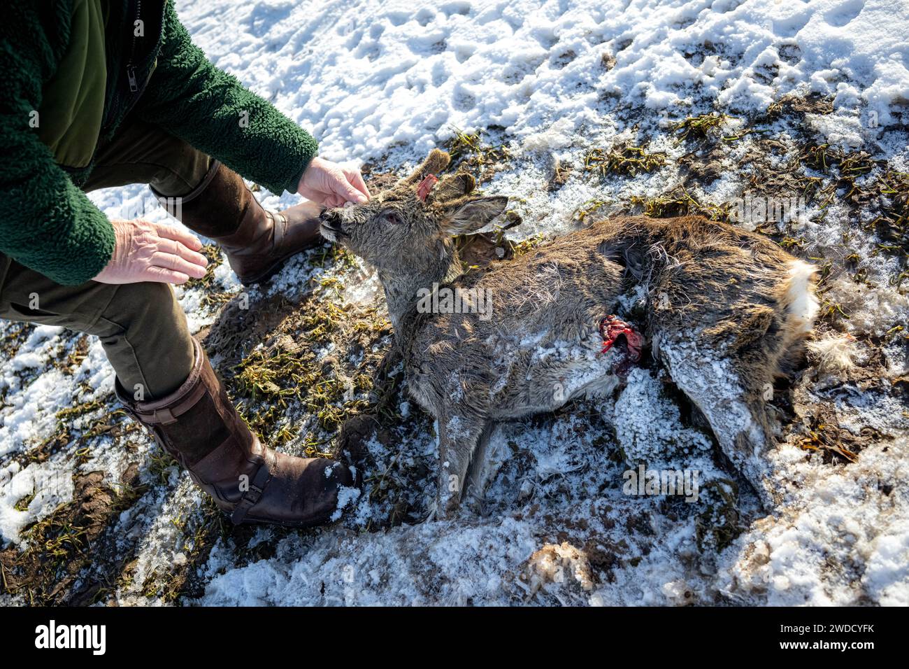 Langwedel, Deutschland. Januar 2024. Hunter Lothar Häseker findet einen Hirsch, der bei der Flut gestorben ist. (Zu dpa 'Auswirkungen der Fluten auf Wildtiere: Jäger finden immer mehr tote Hirsche') Credit: Sina Schuldt/dpa/Alamy Live News Stockfoto