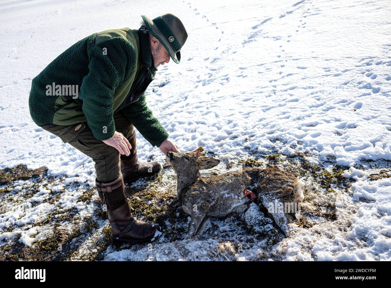 Langwedel, Deutschland. Januar 2024. Hunter Lothar Häseker findet einen Hirsch, der bei der Flut gestorben ist. (Zu dpa 'Auswirkungen der Fluten auf Wildtiere: Jäger finden immer mehr tote Hirsche') Credit: Sina Schuldt/dpa/Alamy Live News Stockfoto