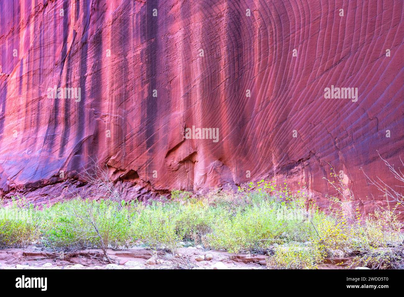 Vertikaler Erodierter Hintergrund Der Red Rock Wall, Berühmter Buscksin Gulch Slot Canyon. Landschaftlich reizvolle Wüstenlandschaft Green Grass, Kane County Utah Südwesten der USA Stockfoto