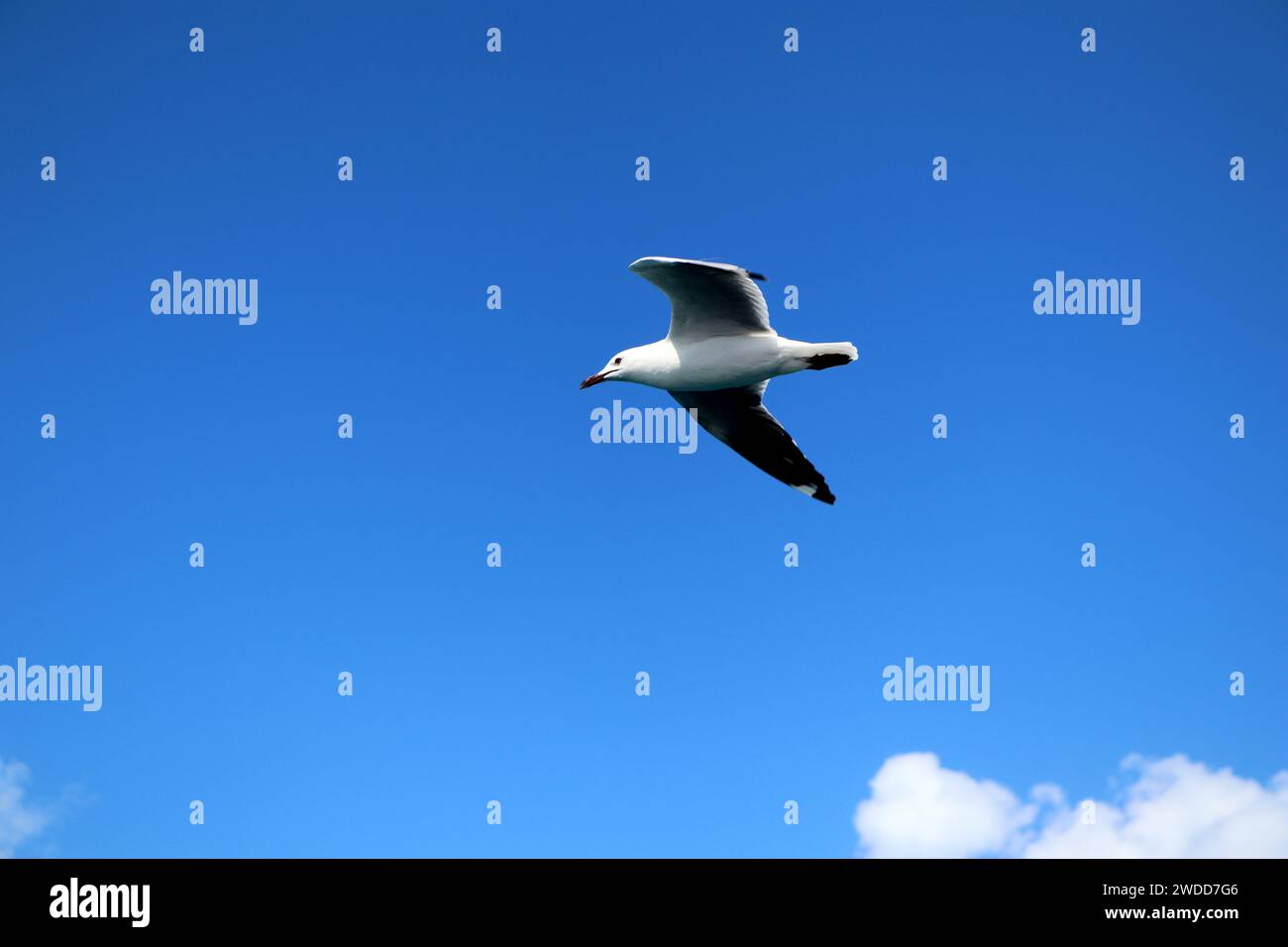 Silbermöwe (Chroicocephalus novaehollandiae) im blauen Himmel : (Bild Sanjiv Shukla) Stockfoto