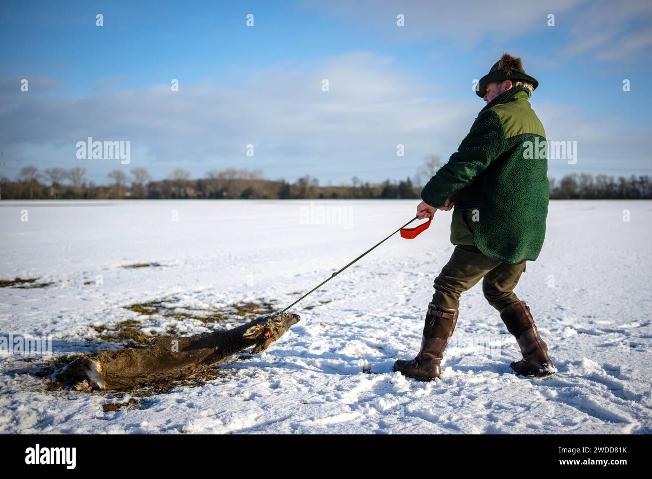 Langwedel, Deutschland. Januar 2024. Hunter Lothar Häseker zieht einen Hirsch, der bei der Flut ums Leben kam, über ein Feld. (Zu dpa 'Auswirkungen der Fluten auf Wildtiere: Jäger finden immer mehr tote Hirsche') Credit: Sina Schuldt/dpa/Alamy Live News Stockfoto
