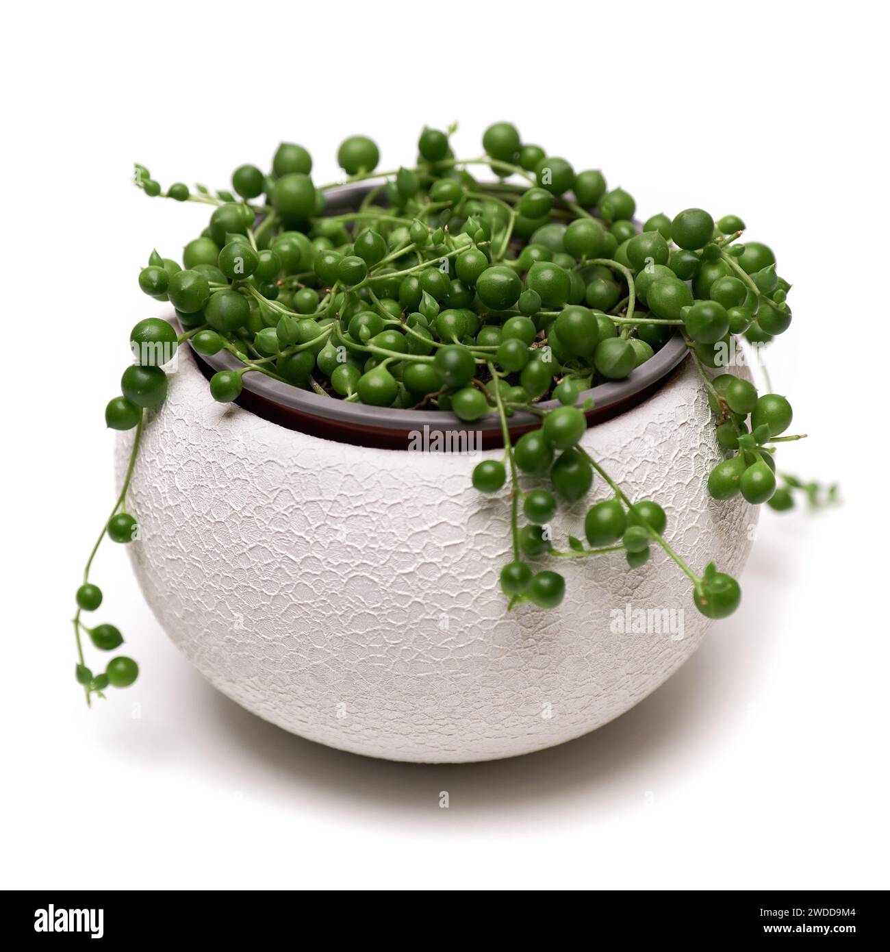 Topf Senecio Rowley Hauspflanze in weißem Keramiktopf auf weißem Hintergrund Stockfoto