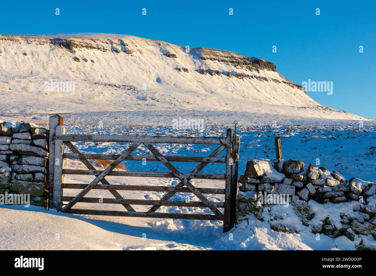 Ein Tor in einer Trockenwand, mit Pen-y-gent im Hintergrund. An einem Wintertag im Yorkshire Dales National Park in England, mit Schnee. Stockfoto