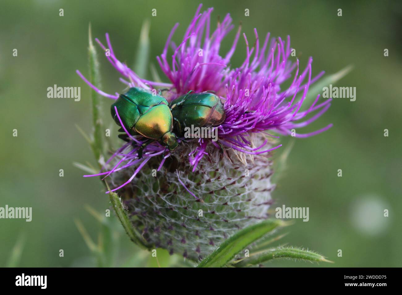 Due coleotteri (Cetonia aurata) color verde metallizzato, sopra un fiore di cardo (Cynara cardunculus). Stockfoto