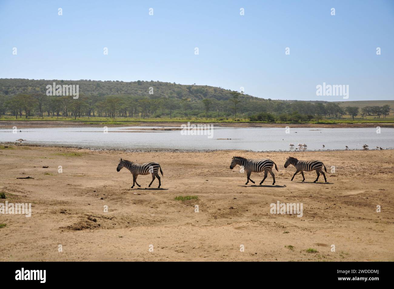 Prächtige Zebras, die auf der riesigen Serengeti Savannah weiden, die berühmte Wildnis Afrikas. Stockfoto