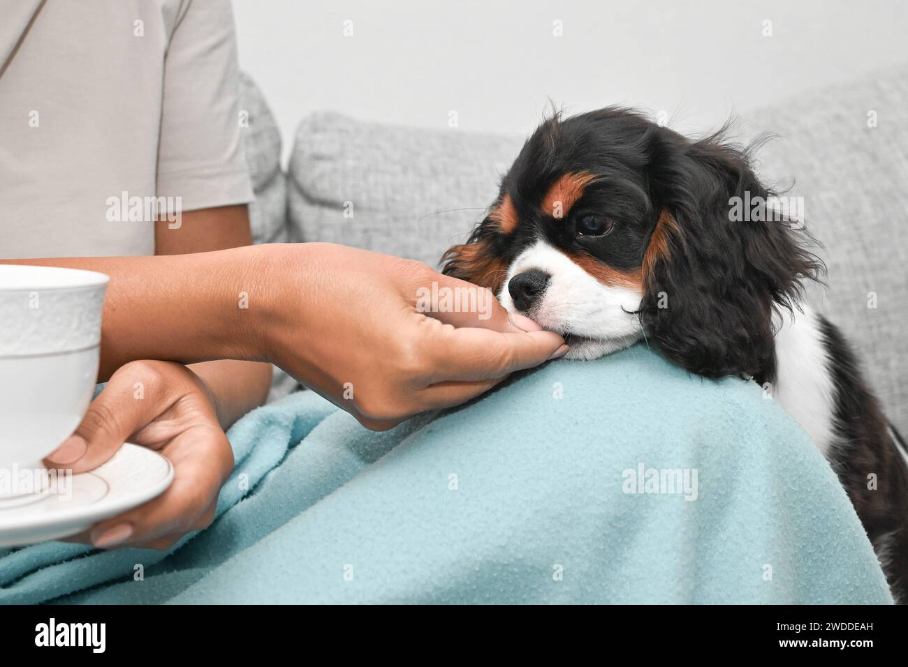 Die Frau sitzt auf der Couch mit ihrem Kavalier Charles King Spaniel Welpen und trinkt Tee im Wohnzimmer des Hauses Stockfoto