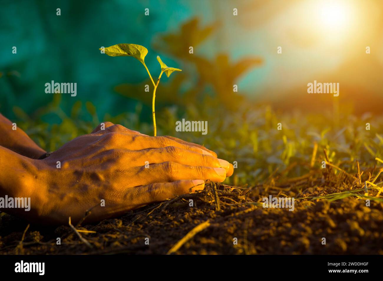 Die Hand des Mannes, Dünger auszusät, grüne Samen von Hand Pflanzen, Aufforstungskonzept, Tag der Erde Stockfoto