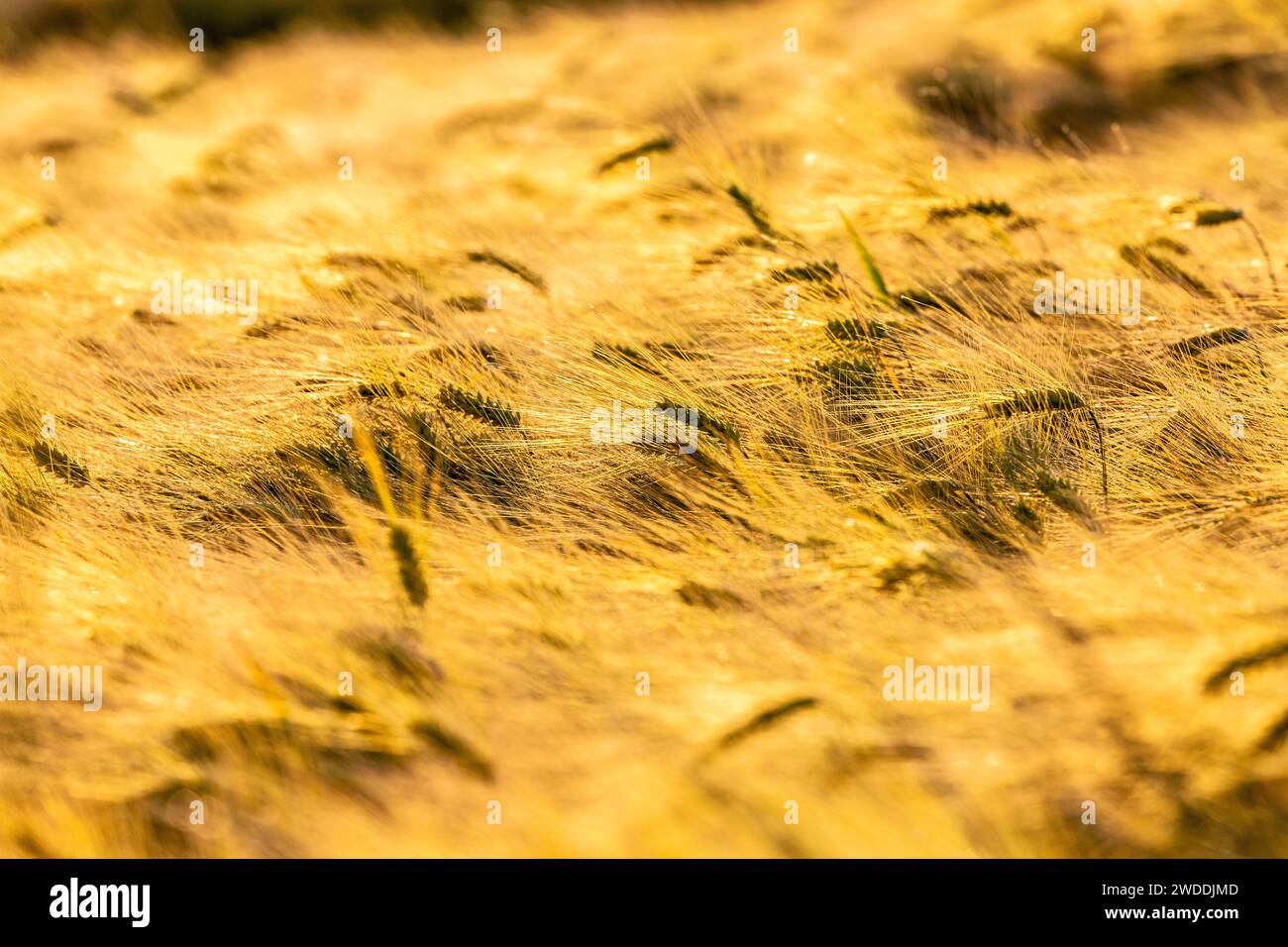 Weizenohren im Licht eines späten Frühlingsnachmittags Stockfoto