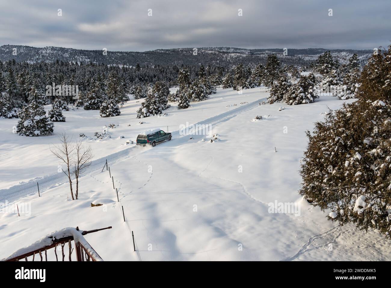 Schneebedeckte Landschaft mit Ponderosa-Kiefern, eine Pick-up-Fahrt auf einer gepflügten Straße in einem abgelegenen Teil der San Juan Mountains, Lumberton, New Mexico, USA. Stockfoto