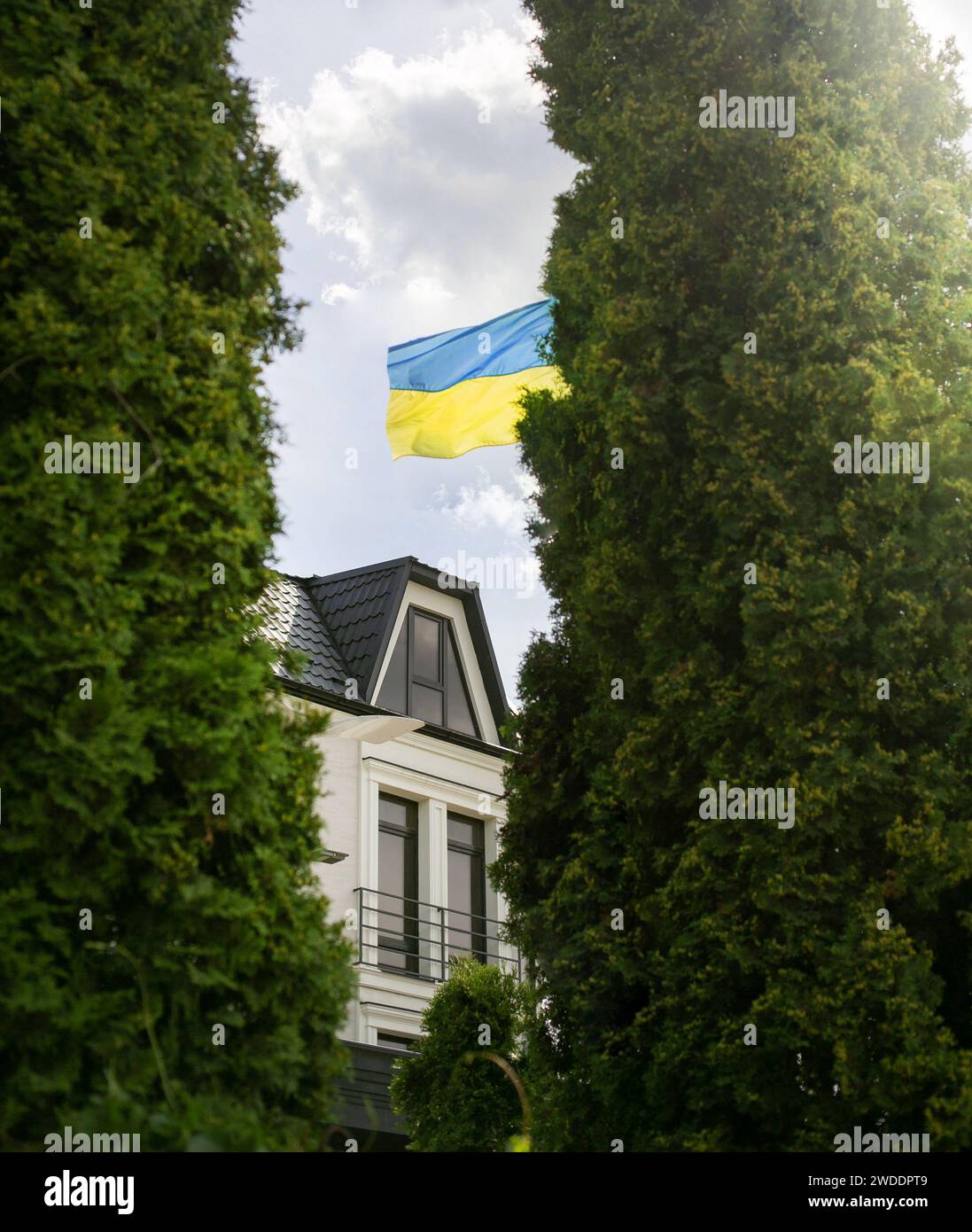 Ukrainische Flagge in weißen Zedernbäumen schönes Fenster und ein Himmelhintergrund Stockfoto