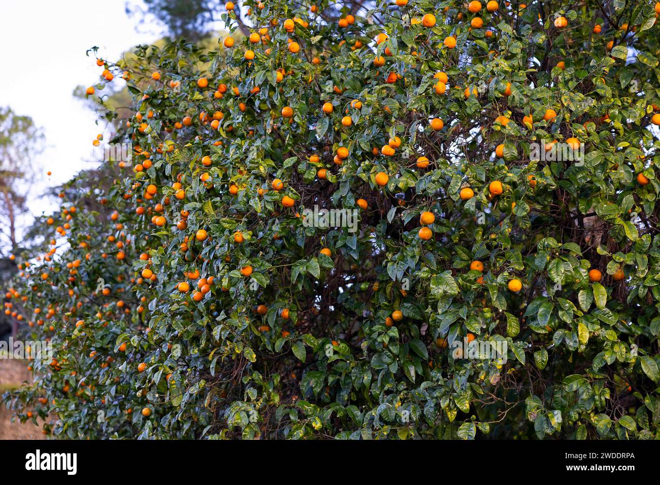 Orangenbäume, Rom Italien Stockfoto