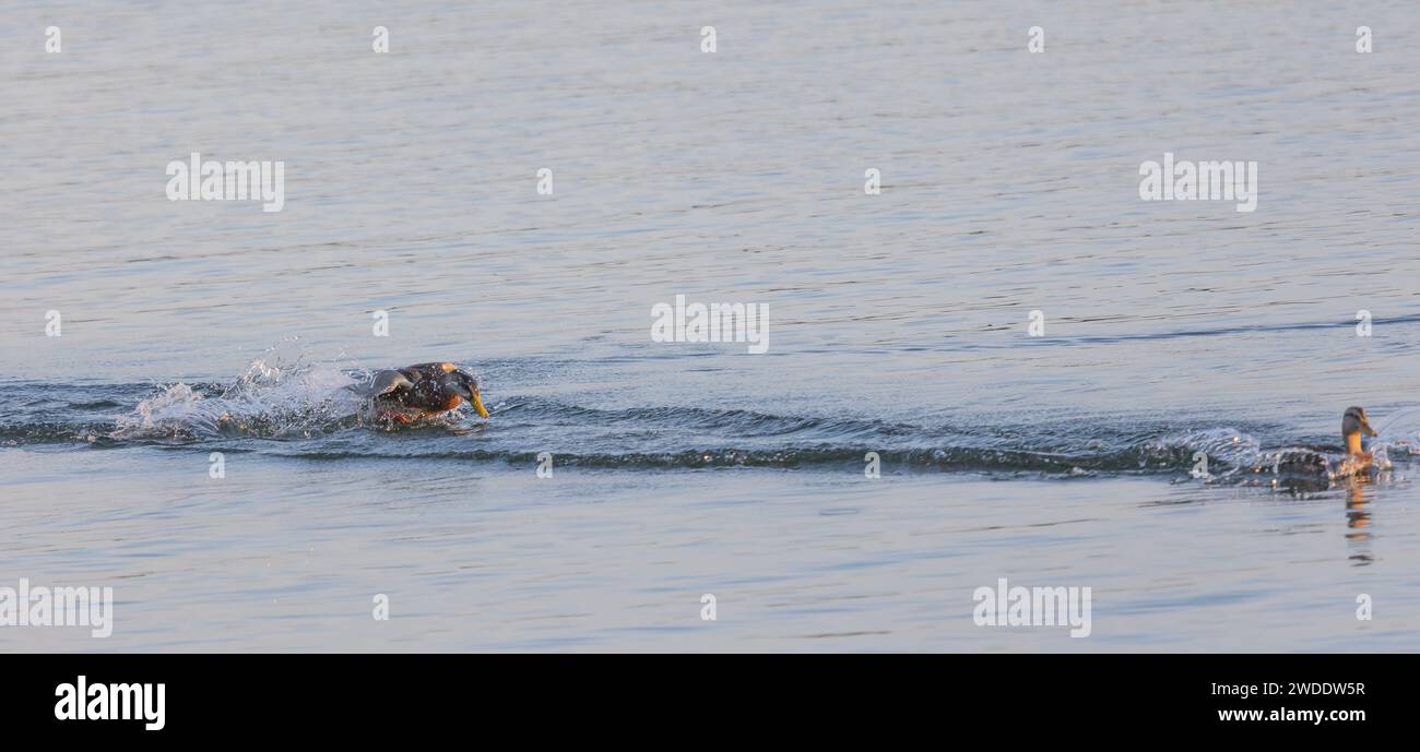 Zwei Enten (anatidae) schwimmen in einem See und jagen sich gegenseitig - Panorama Stockfoto