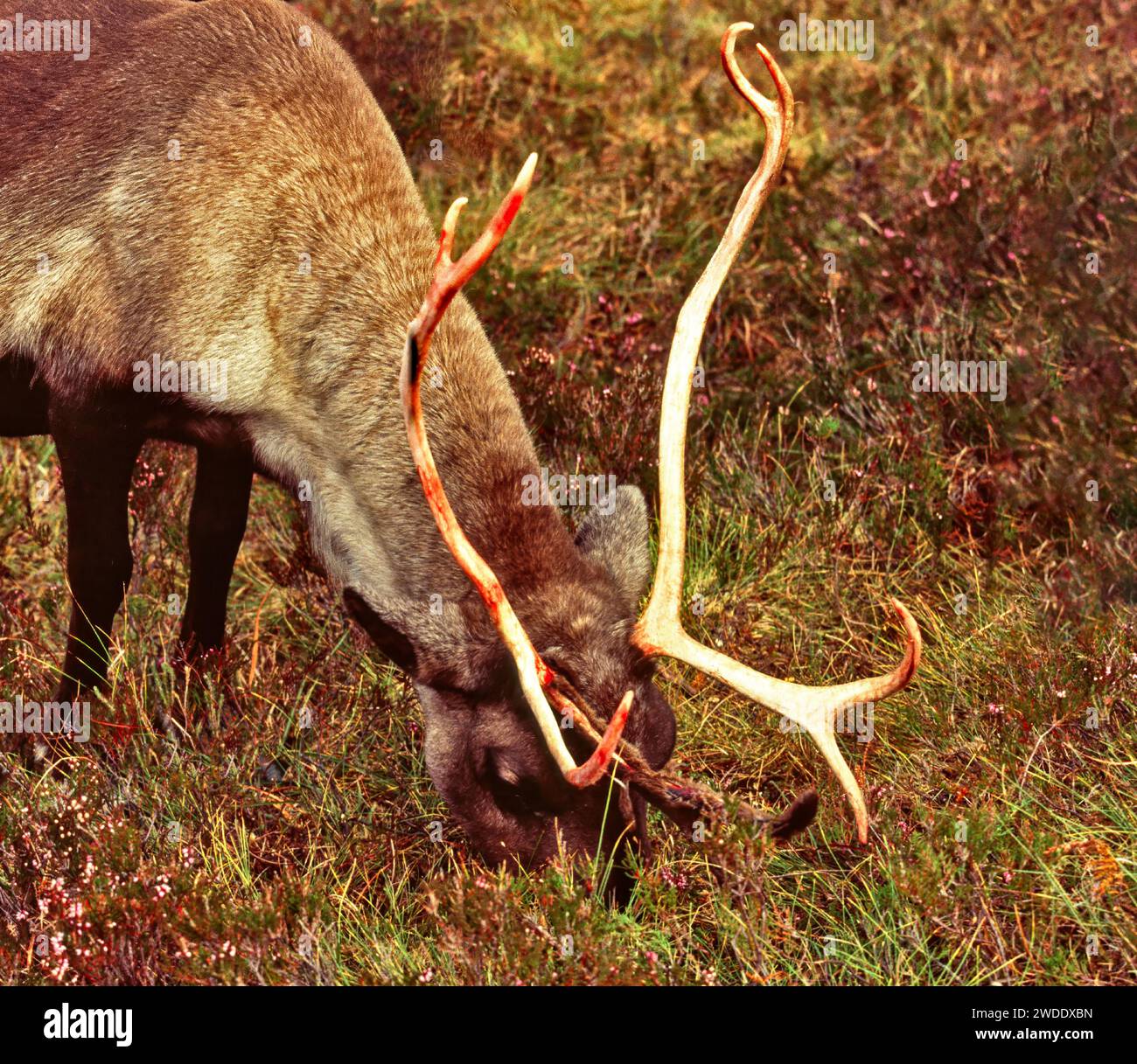 Rentiere oder Karibus-Rangifer-tarandus-Geweihe mit Blut, nachdem sie den Samt vergossen haben Stockfoto