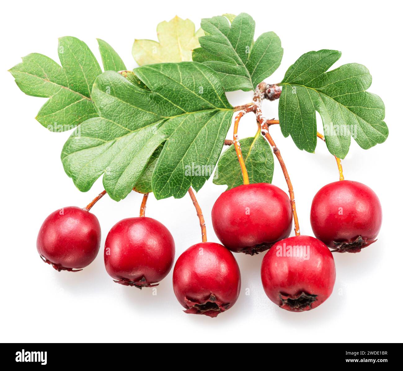 Zweig des Weißdorns mit Beeren isoliert auf weißem Hintergrund. Stockfoto