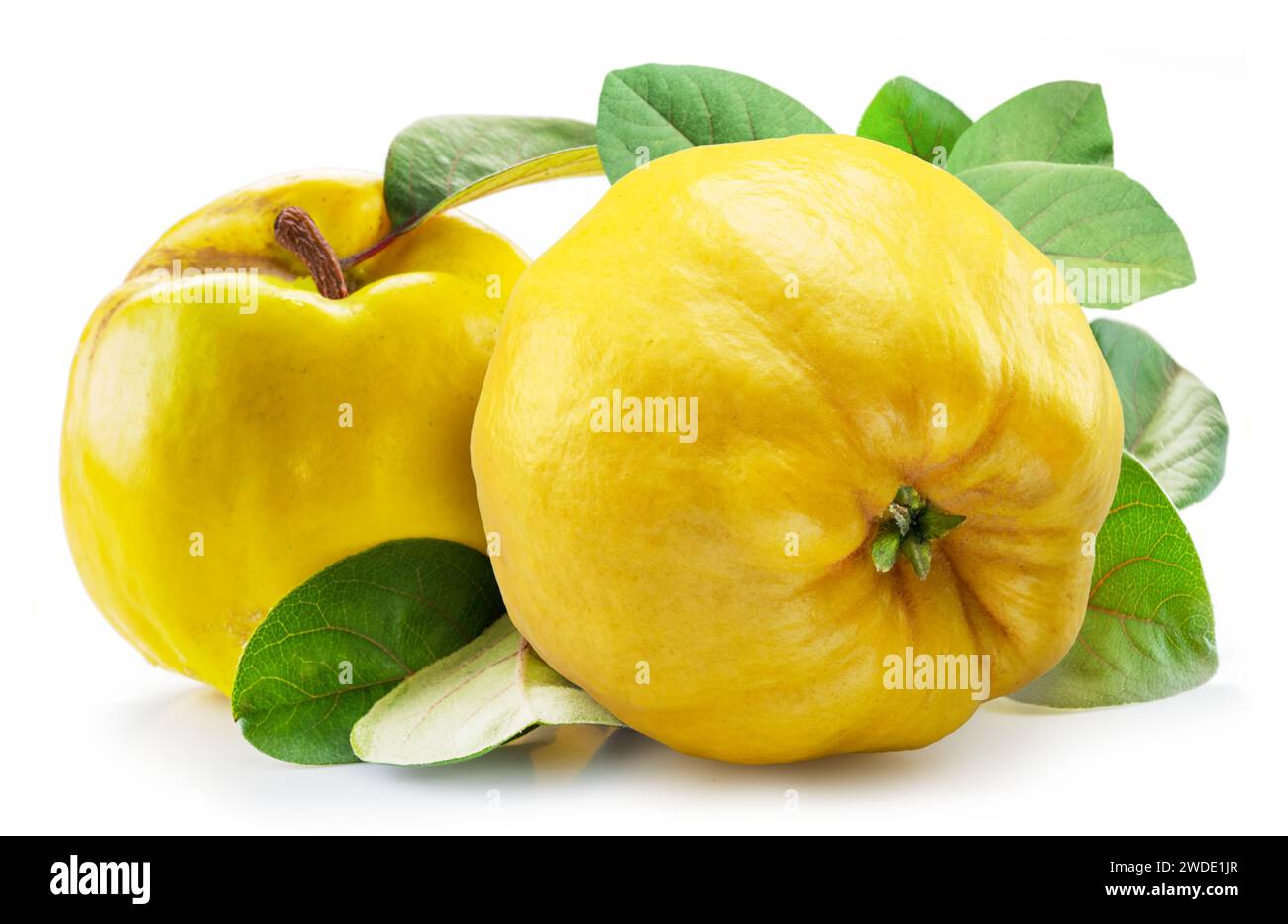 Reife Apfelquitte mit grünen Blättern isoliert auf weißem Hintergrund. Stockfoto