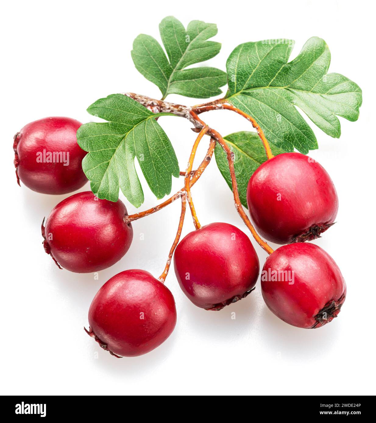 Zweig des Weißdorns mit Beeren isoliert auf weißem Hintergrund. Stockfoto