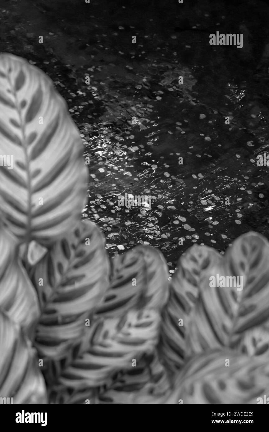 Calathea-Blütenblätter wachsen am Bildrand, während Münzen im Hintergrund in Schwarzweiß in Seewasser geworfen werden Stockfoto