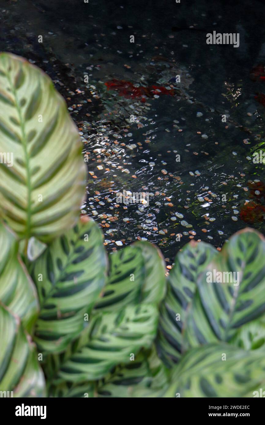Calathea-Blütenblätter wachsen um den Bildrand, während Bronze- und Silbermünzen im Hintergrund in Seewasser geworfen werden Stockfoto