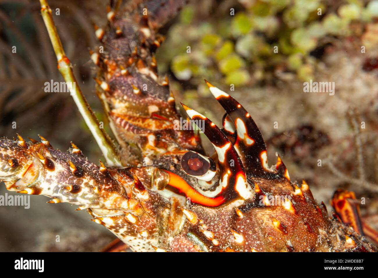 Belize, Karibischer Hummer (Panulirus argus) Stockfoto