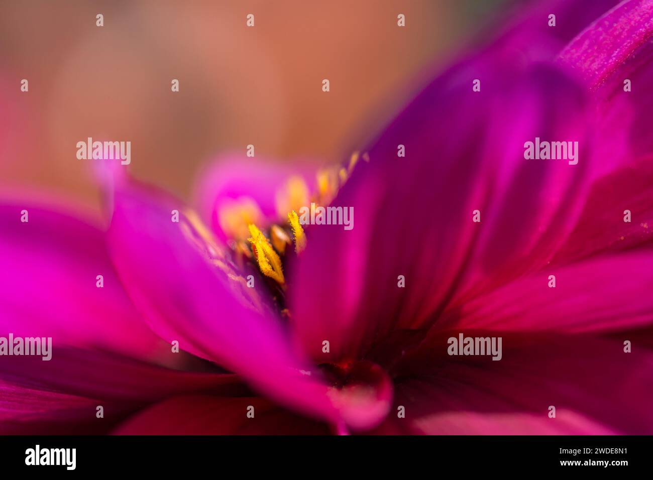 Nahaufnahme von Dahlia mit Pollen auf Stamen, Garden Border, August Stockfoto