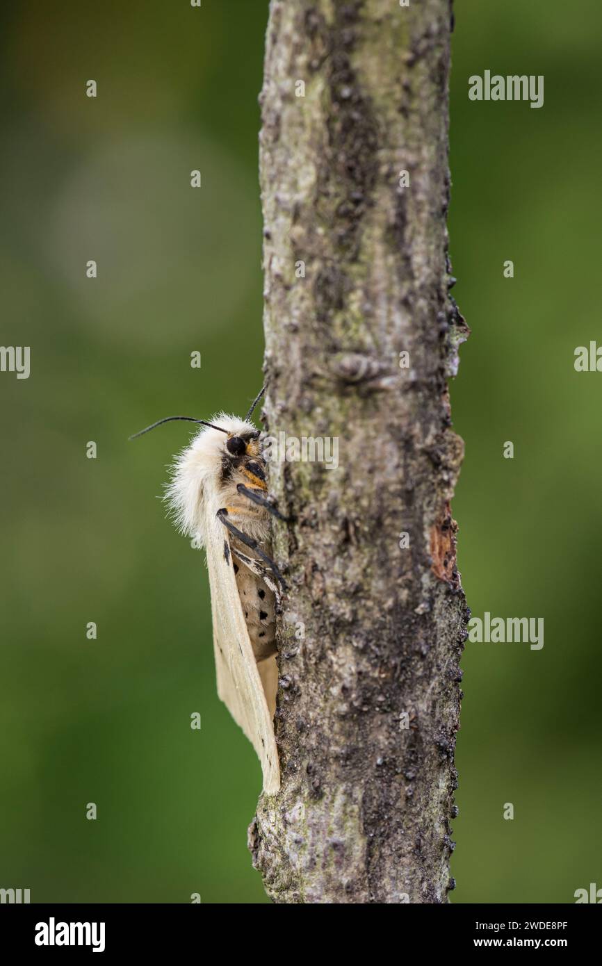 Buff Ermine Moth Spilosoma luteum, ruht auf einem Zweig in einem Garten, Co Durham, Juni Stockfoto