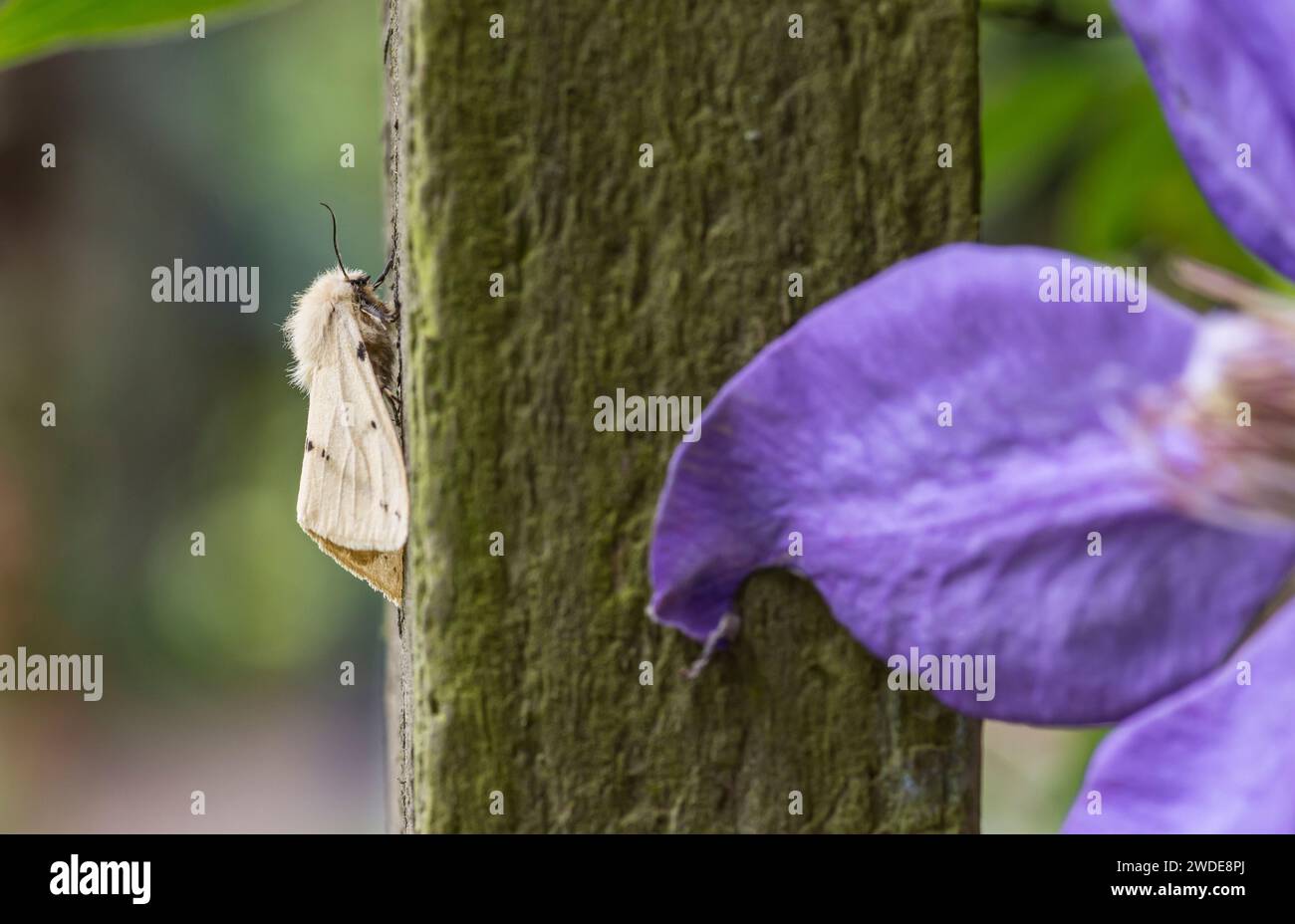 Buff Ermine Moth Spilosoma luteum, ruht auf einer Pergola neben einer violetten Clematis Blume in einem Garten, Co Durham, Juni Stockfoto