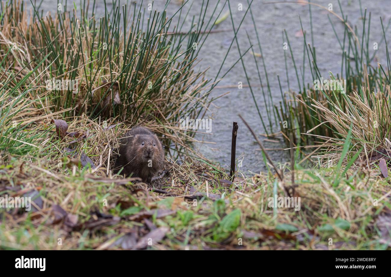 Europäische Wassermühle Arvicola amphibius, Fütterung auf grasbewachsenem Ufer des Pools, RSPB Saltholme Reserve, Teeside, Januar Stockfoto