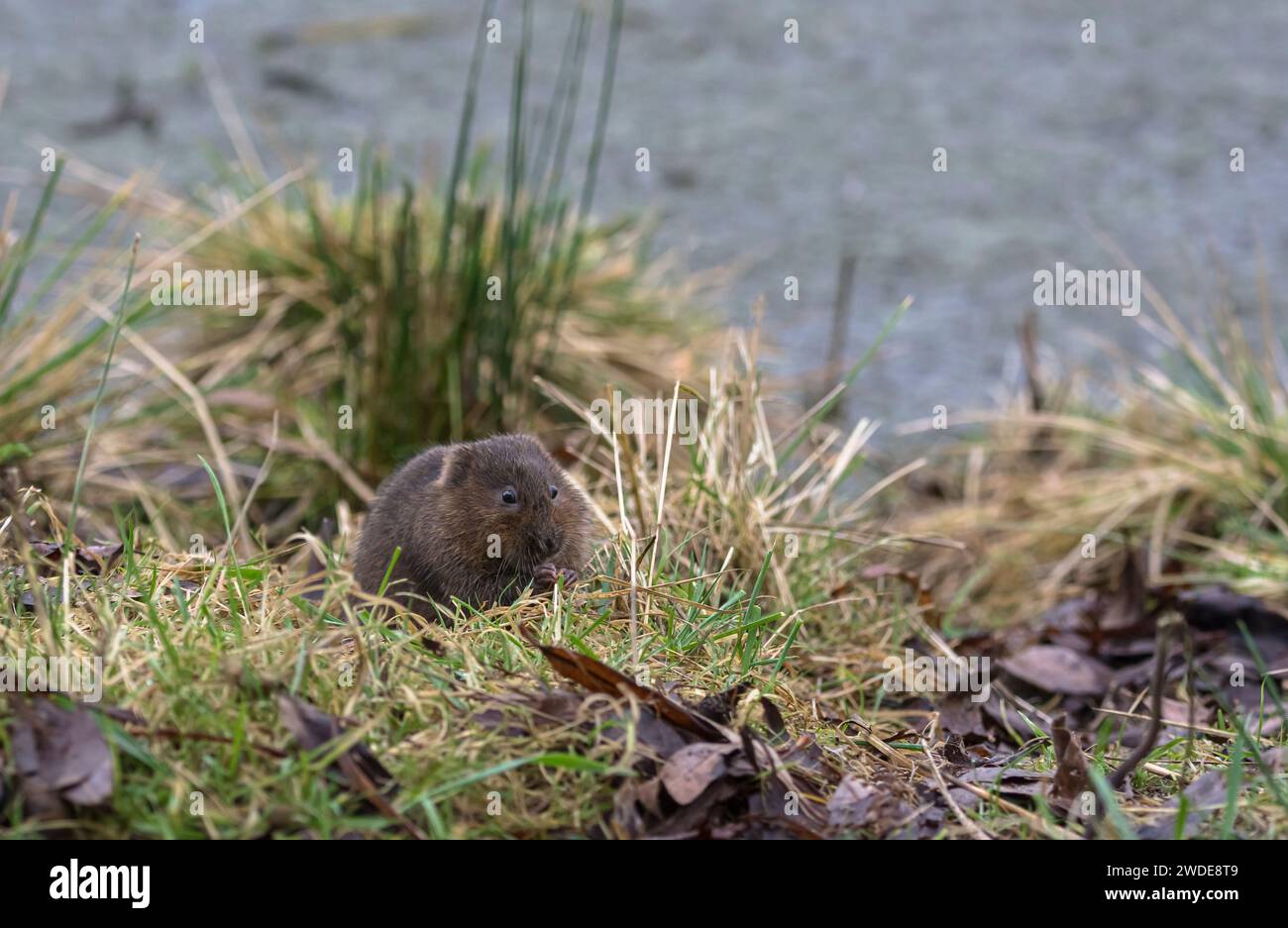 Europäische Wassermühle Arvicola amphibius, Fütterung auf grasbewachsenem Ufer des Pools, RSPB Saltholme Reserve, Teeside, Januar Stockfoto