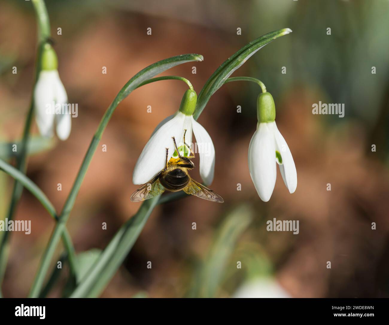 Drone-Fliege Estalis tenax, Fütterung von frühen Pollen aus Schneeglöckchen Galanthus nivalis, Waldland, Co Durham, Februar, Stockfoto