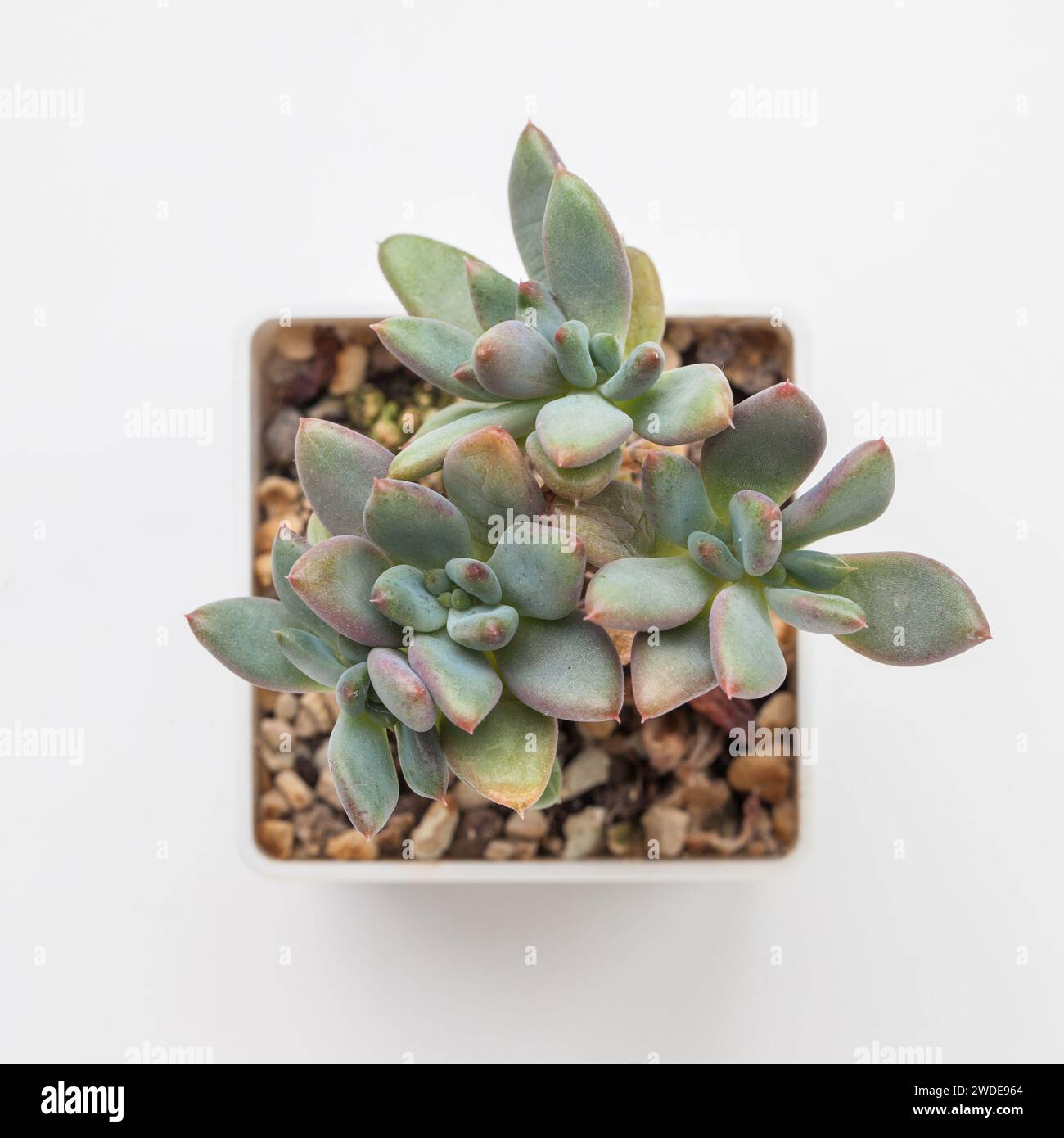 Echeveria Waradii Zimmerpflanze auf weißem Hintergrund Draufsicht Stockfoto