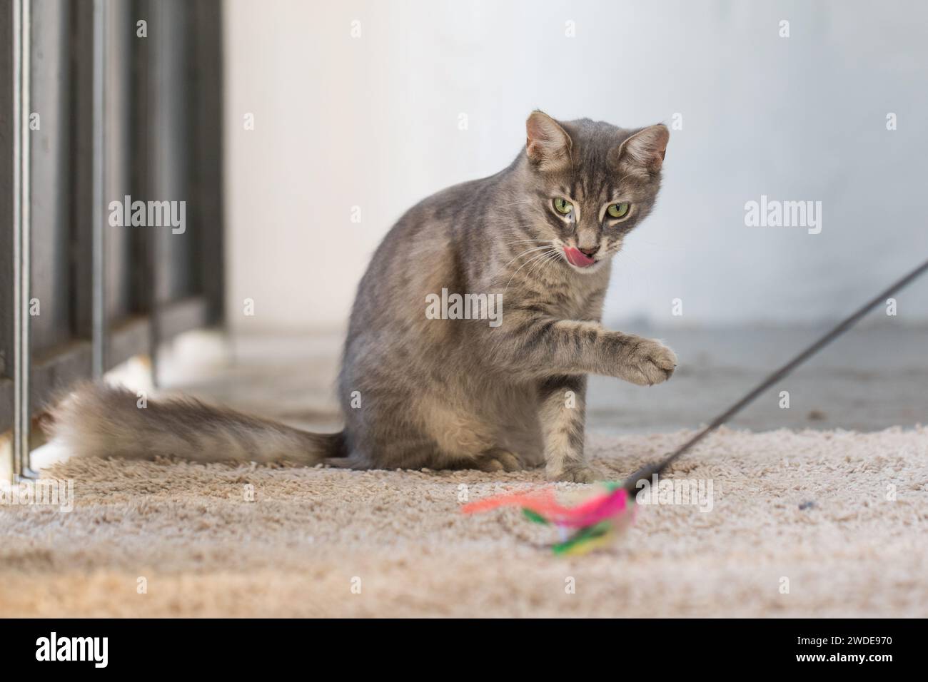 Lecken Jagd spielen Katze mit Federgarn Stab Spielzeug drinnen Stockfoto