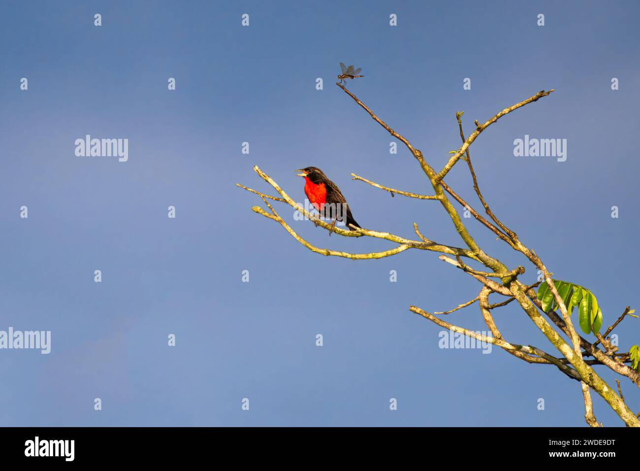 Rotbreasted Meadowlark, Leistes militaris, Amazonasbecken, Brasilien Stockfoto