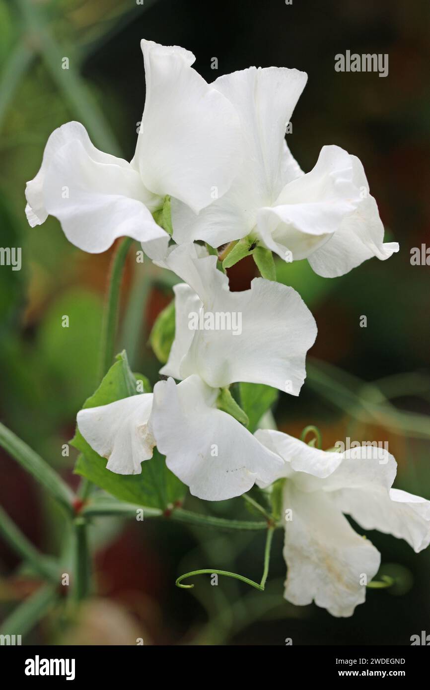 Weiße Süßerbse, Lathyrus odoratus unbekannter Sorte, blüht in der Nähe mit einem Hintergrund von verschwommenen Blättern. Stockfoto