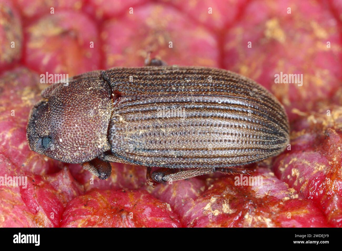 Dunkler Käfer (Tenebrionidae), der auf der Insel Mauritius gefunden wird. Stockfoto