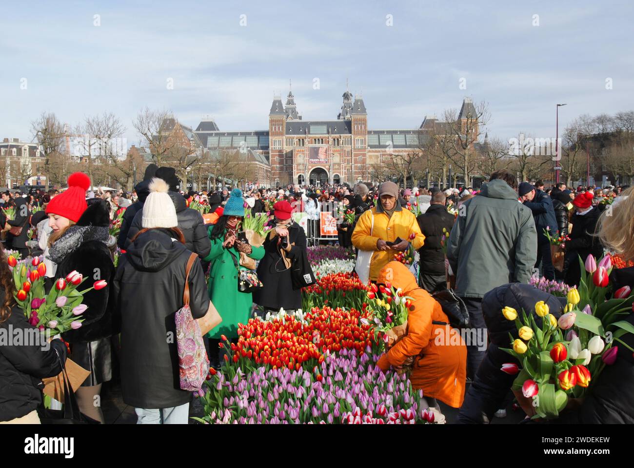 Tausende von Menschen nehmen am 20. Januar 2024 in Amsterdam, Niederlande, am Nationalfeiertag der Tulpe am Museumsplatz in der Nähe des Rijskmuseums Teil. Heute beginnt die Tulpensaison offiziell mit einem speziellen Tulpenpflückgarten, in dem man Tulpen kostenlos pflücken kann. In diesem Jahr gibt es eine zusätzliche Feier, den 12. Jahrestag des Erntegartens, der von niederländischen Tulpenbauern organisiert wird. Der Amsterdamer Museumsplatz ist mit etwa 200.000 Tulpen gefüllt. Diese Tulpen sind speziell angeordnet, um einen riesigen temporären Garten zu bilden. Rund 1,7 Milliarden niederländische Tulpen werden voraussichtlich den Frühling in die Häuser rund um die Welt bringen Stockfoto