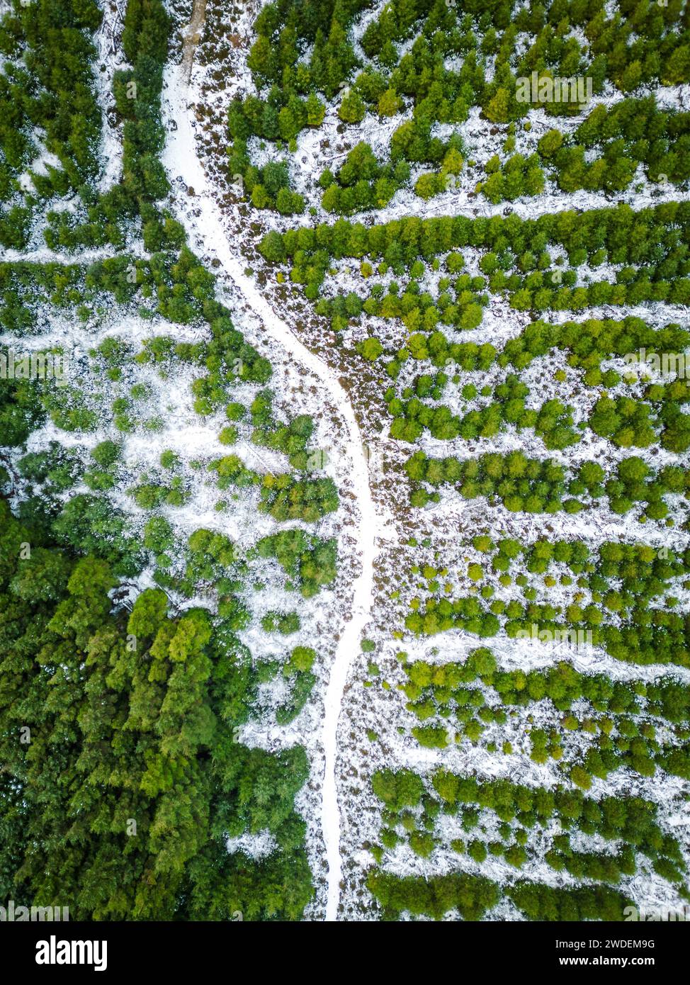 Schneestäubung bei Sally Gap Stockfoto