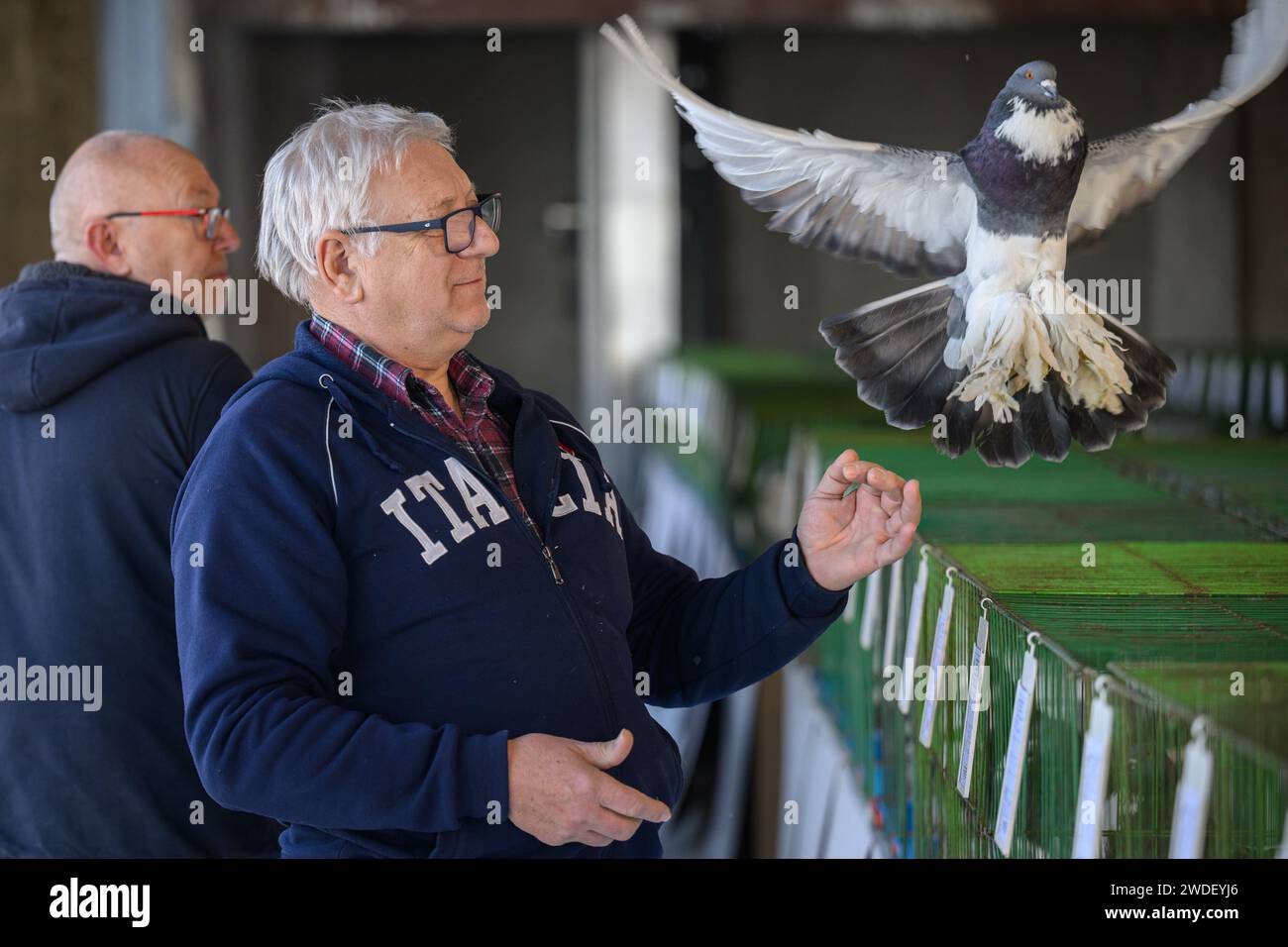 Zabok, Kroatien. Januar 2024. Pommersche Gans wird während der Wxhibition von Kleintieren beobachtet. Der Verband der Kleintierzüchter „Zabok 2000“ organisierte die staatliche Ausstellung kroatischer Originalrassen und die 17. Interregionale Ausstellung von Kleintieren im Stadtpark Zabok. Besucher der Ausstellung konnten etwa 500 kleine Tiere sehen: Tauben, Geflügel, Kaninchen und Vögel, in Zagreb, Kroatien, am 20. Januar 2024. Foto: Davor Puklavec/PIXSELL Credit: Pixsell/Alamy Live News Stockfoto