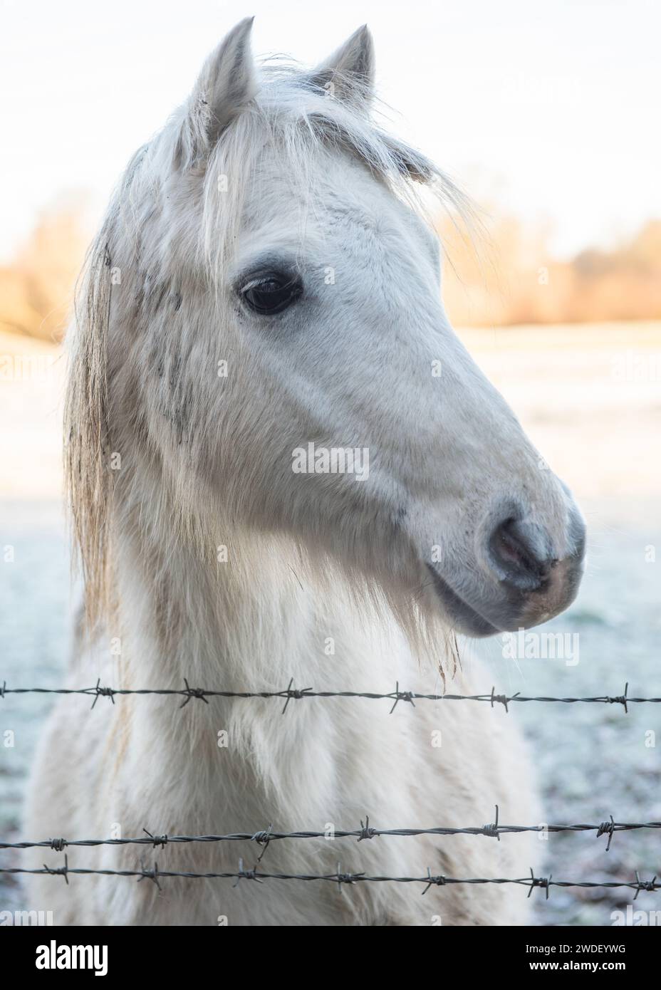 White Pony Nahaufnahme des Gesichts, hinter Stacheldraht in England, Großbritannien Stockfoto