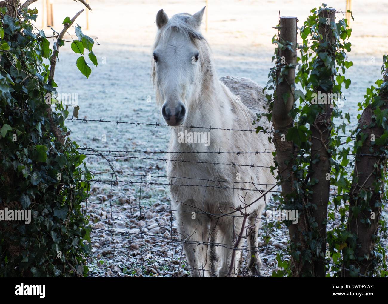 Weißes Pony, hinter Stacheldraht in England, Großbritannien, umgeben von Efeu Stockfoto