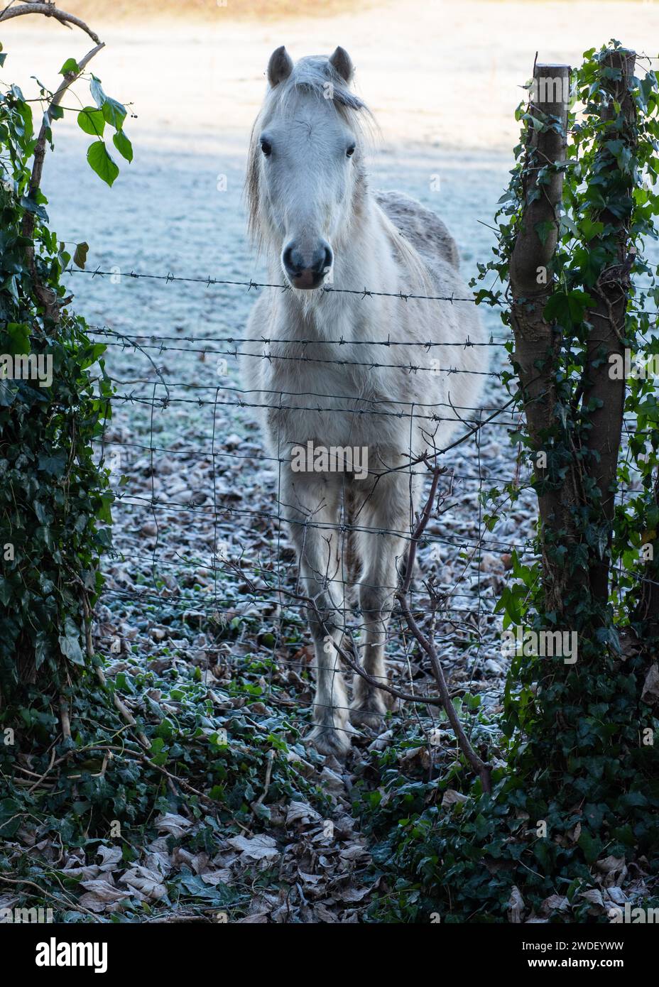 White Pony Ganzkörper, von vorne, hinter Stacheldraht in England, Großbritannien Stockfoto