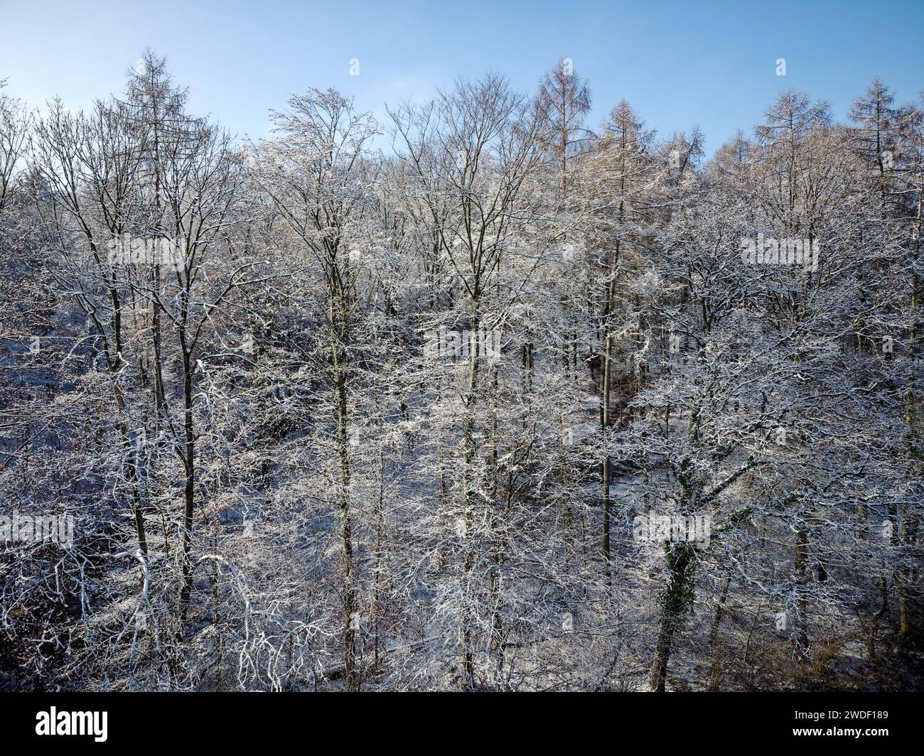 Verschneite Winterwälder unter blauem Himmel, fotografiert mit einer Drohne in Kraichgau, Deutschland. Stockfoto