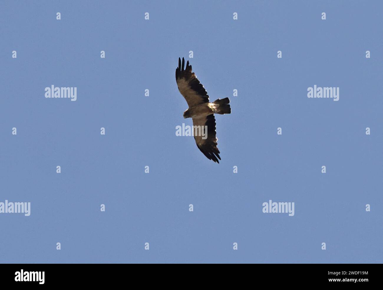 Booted Eagle (Hieraaetus pennatus) Erwachsener im Flug Janikura Marshes, Ghana, Afrika. November Stockfoto