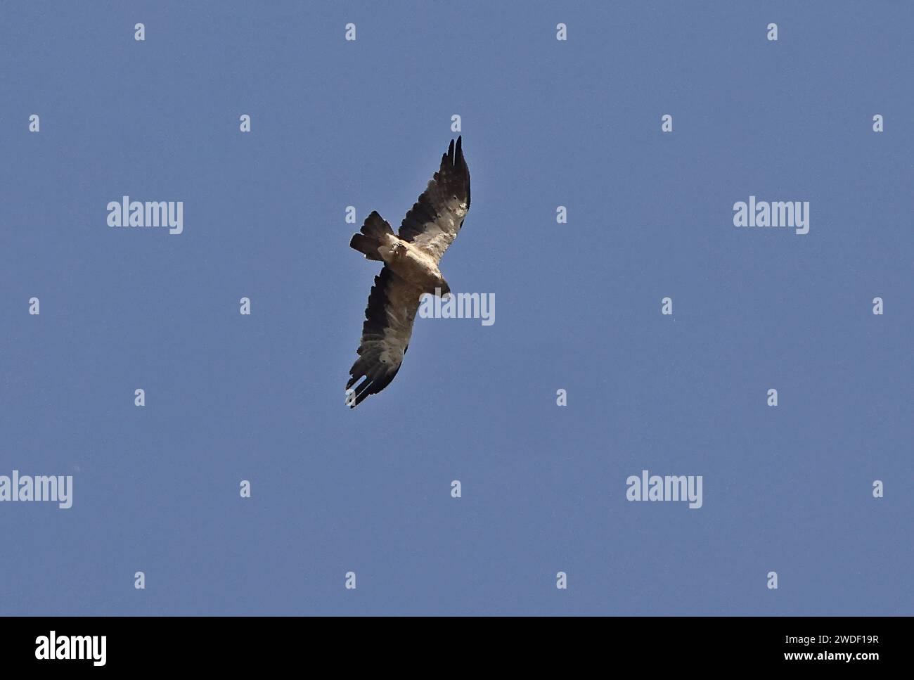 Booted Eagle (Hieraaetus pennatus) Erwachsener im Flug Janikura Marshes, Ghana, Afrika. November Stockfoto